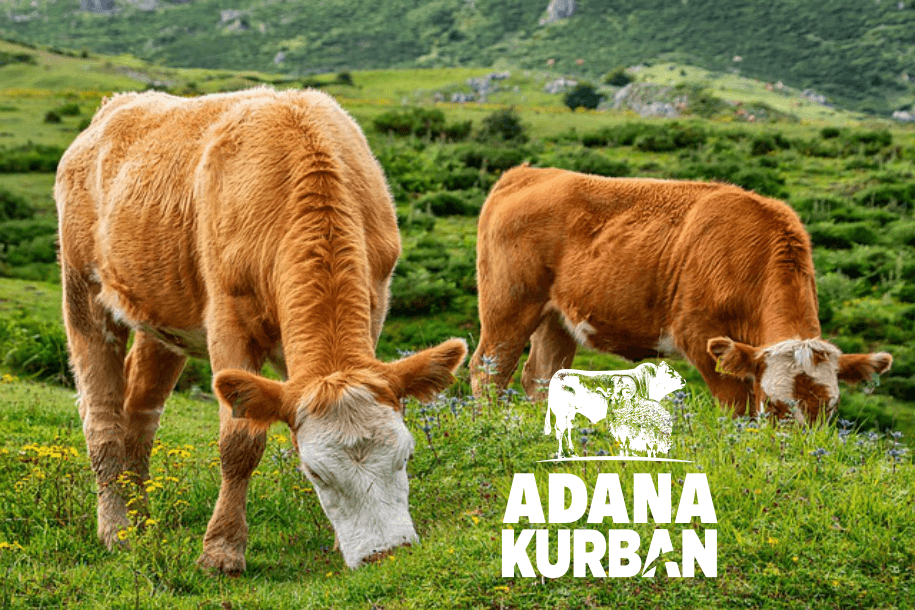 Yetiştiriciden Sizlere